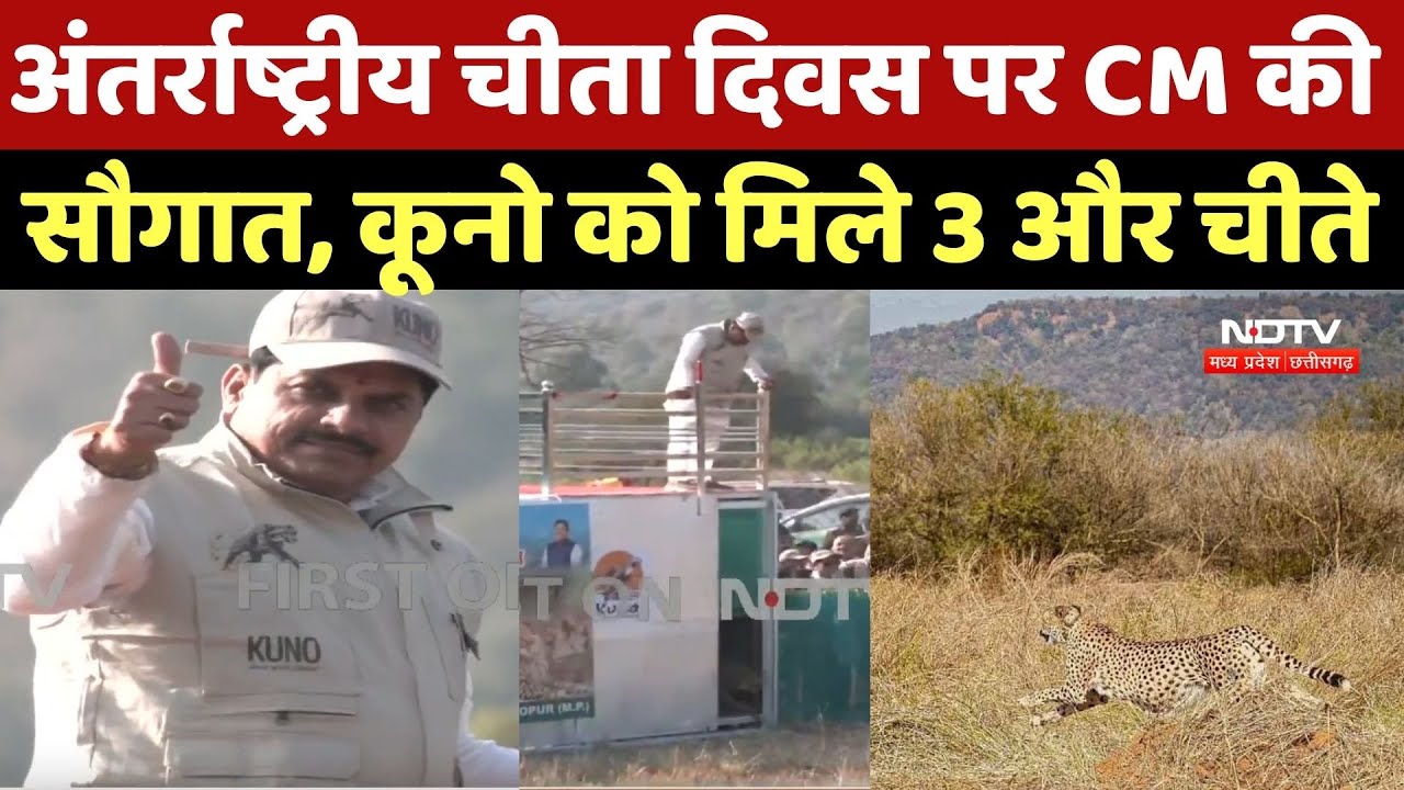 International Cheetah Day 2025: अंतर्राष्ट्रीय चीता दिवस पर CM की सौगात, कूनो को मिले 3 और चीते