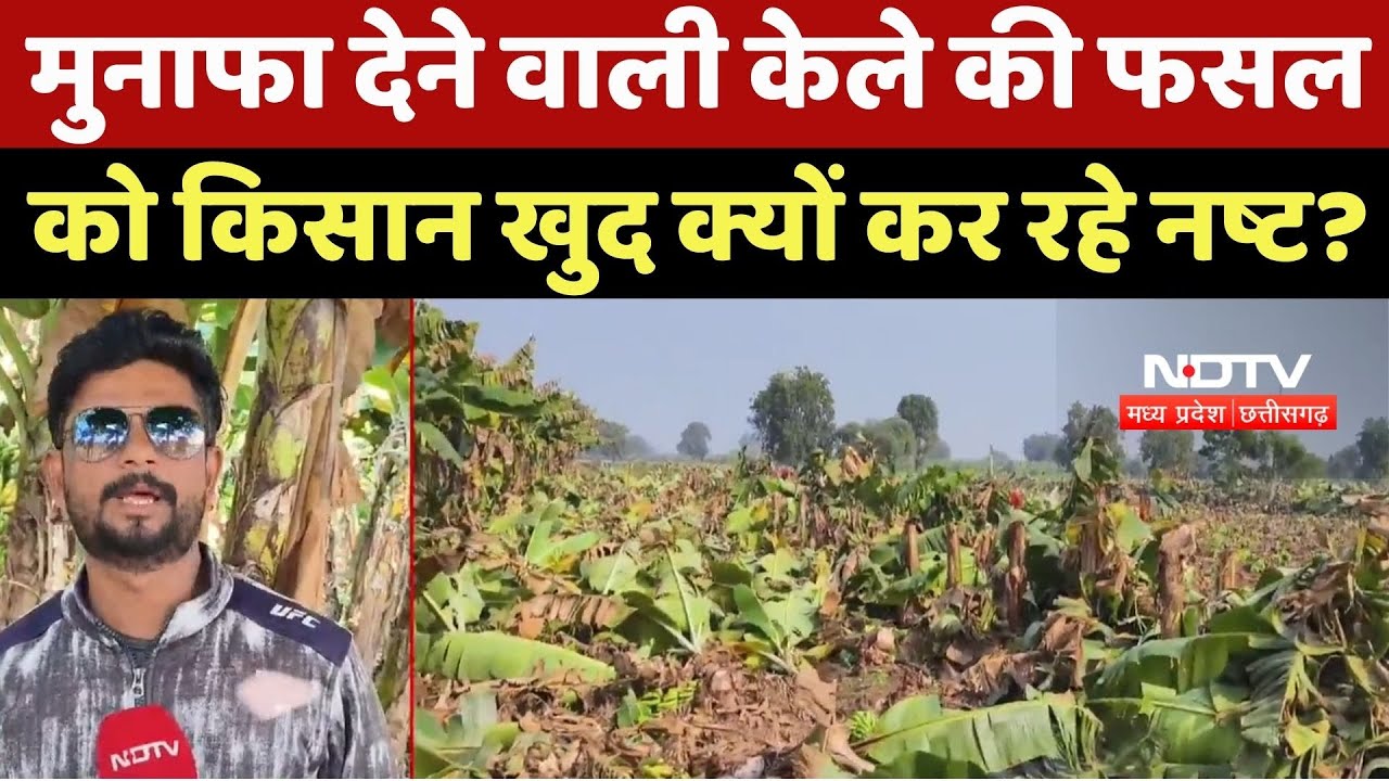 Badwani News : मुनाफा देने वाली Banana की Crop को Farmer खुद क्यों कर रहे नष्ट ?