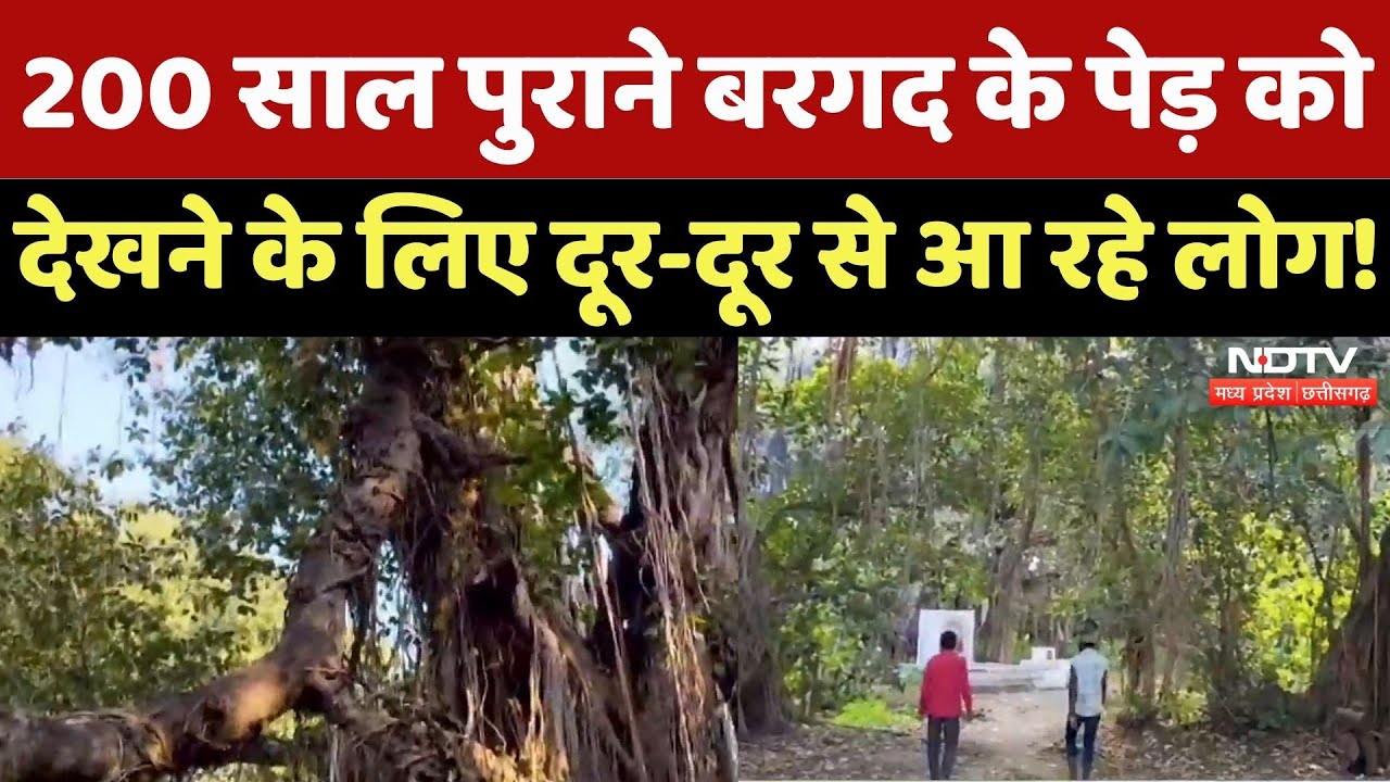 Sagar News: 2 एकड़ से ज्यादा में फैला 200 साल पुराना बरगद का पेड़, दूर-दूर से देखने आ रहे लोग! MPCG
