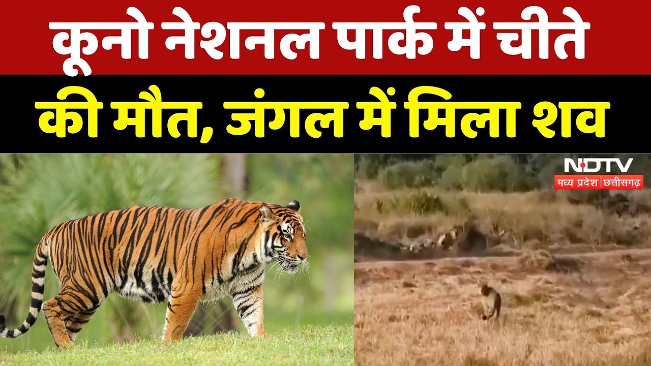 Kuno National Park में चीते की मौत, जंगल में मिला शव | Breaking | Madhya Pradesh News | Latest News