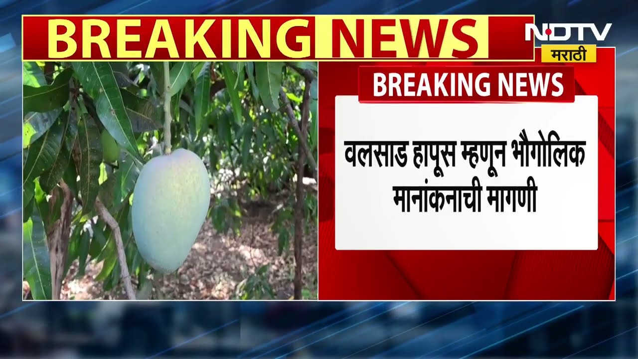 Valsad Hapus GI Tagging  | हापूस आंब्यावर गुजरातचा दावा? वलसाड हापूसच्या GI मानांकनाची मागणी