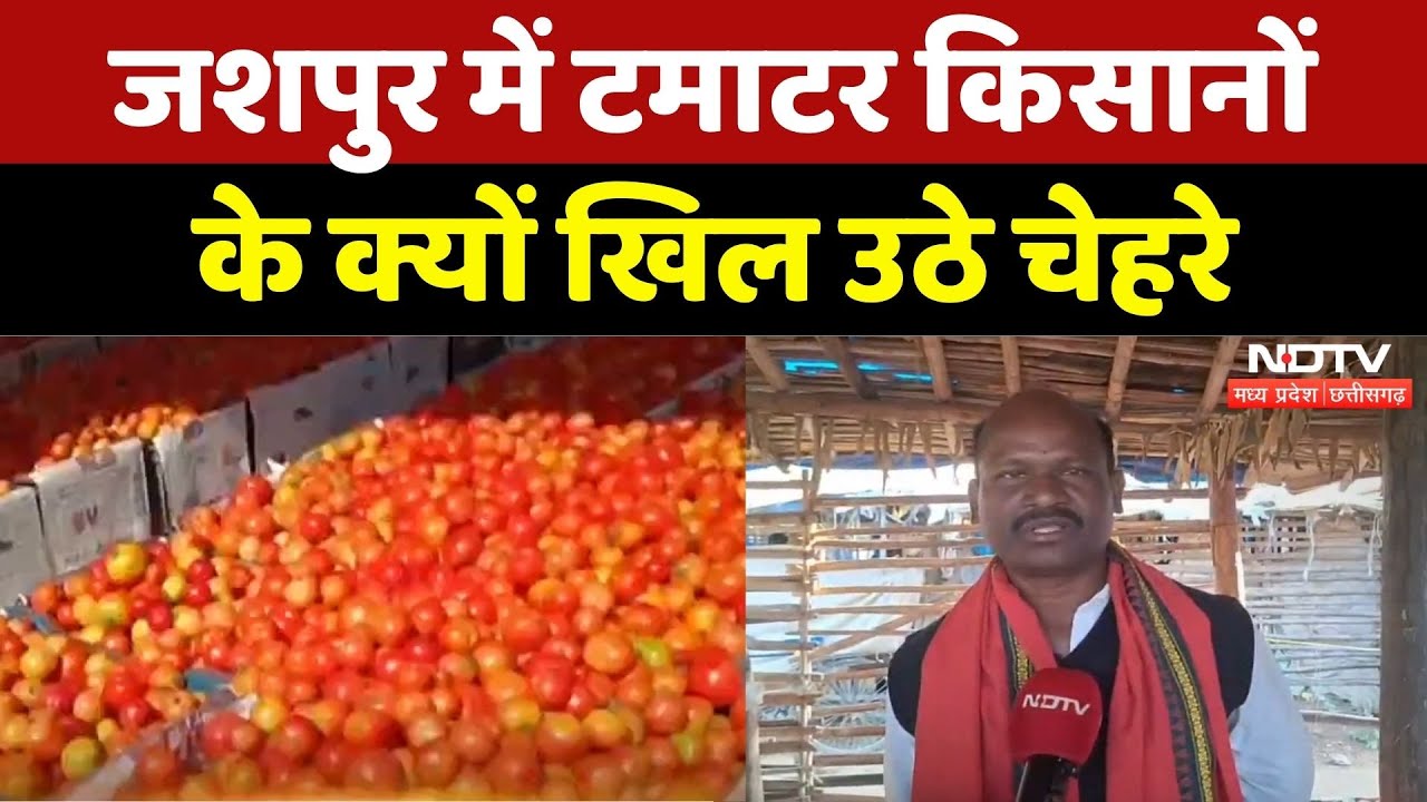 Farmers News: टमाटर की बंपर पैदावार, किसानों के खिले चेहरे | Madhya Pradesh | Tomato Price | Latest