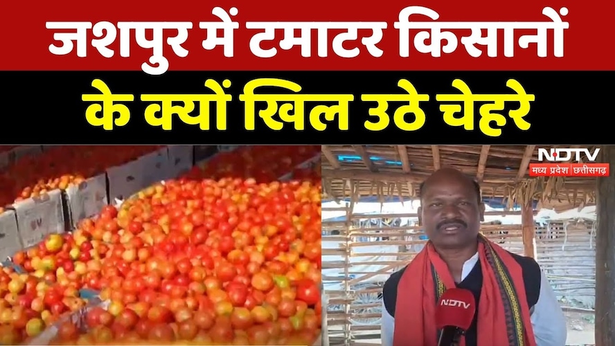 Farmers News: टमाटर की बंपर पैदावार, किसानों के खिले चेहरे | Madhya Pradesh | Tomato Price | Latest