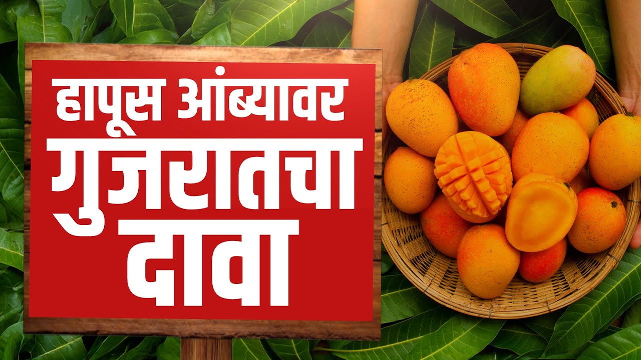 Special Report | Konkan Mango Controversy | आंब्यावरून आता महाराष्ट्र विरूद्ध गुजरात लढाई |Politics