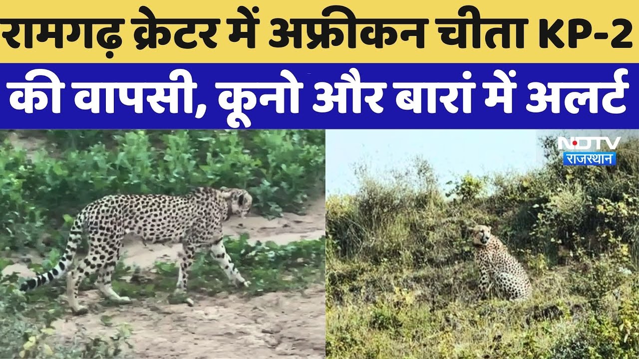 Baran News: रामगढ़ क्रेटर में अफ्रीकन चीता KP-2 की वापसी, Kuno और Baran में अलर्ट | Ramgarh Forest