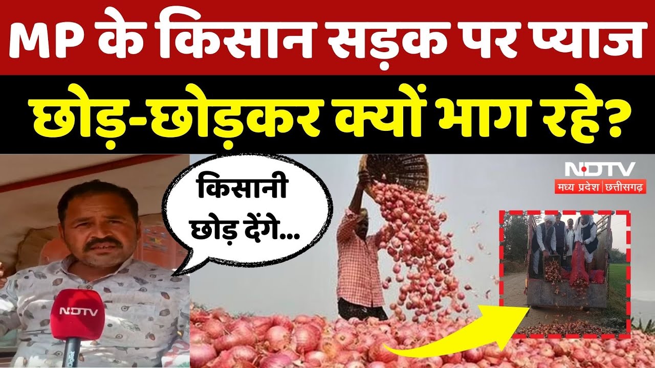 Onion Price in MP: दाम ना मिलने से टूटे MP के प्याज किसान! | Onion Farmers | Crops | Rate | Latest