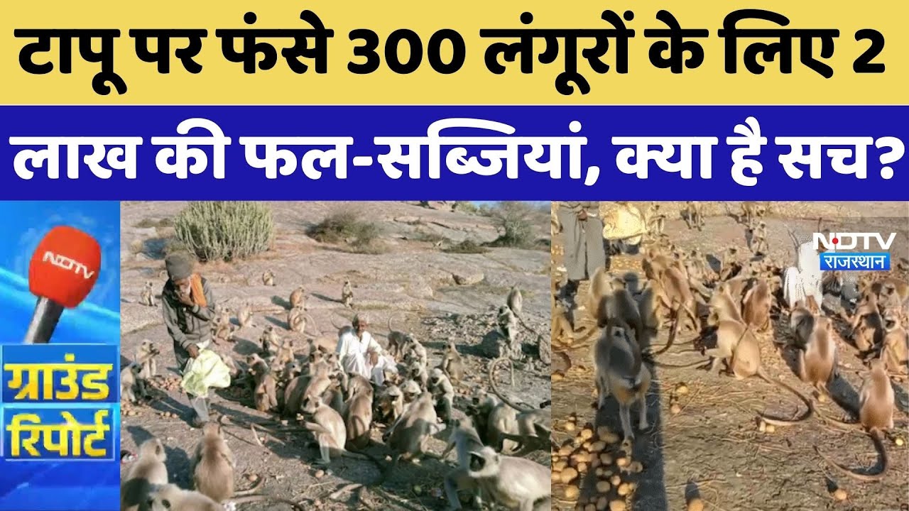 Pali News: टापू पर फंसे 300 लंगूरों के लिए 2 लाख की फल-सब्जियां, क्या है सच? | Jawai Dam | TOP News