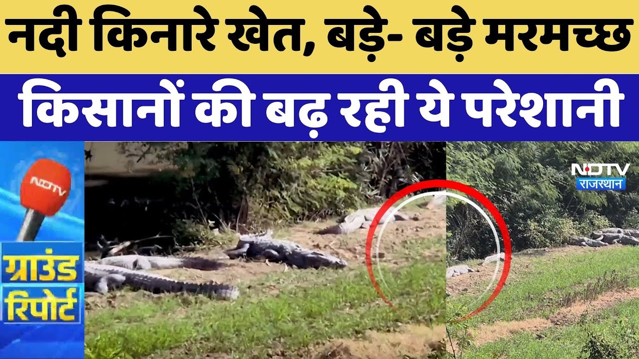 Kota News: नदी किनारे खेत, बड़े- बड़े Crocodiles, किसानों की बढ़ रही ये परेशानी। Top News। Rajasthan