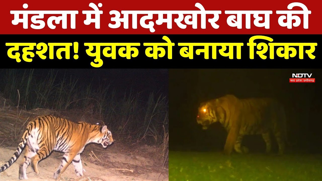 Mandla में आदमखोर Tiger की दहशत! युवक को बनाया शिकार
