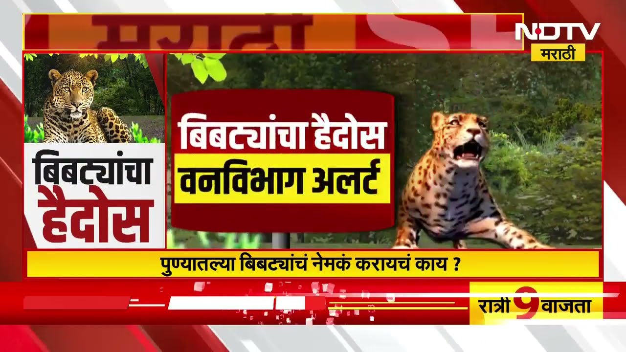 Special Report | पुण्यात बिबट्यांचा हैदोस! या बिबट्यांचं नेमकं करायचं काय? | NDTV मराठी