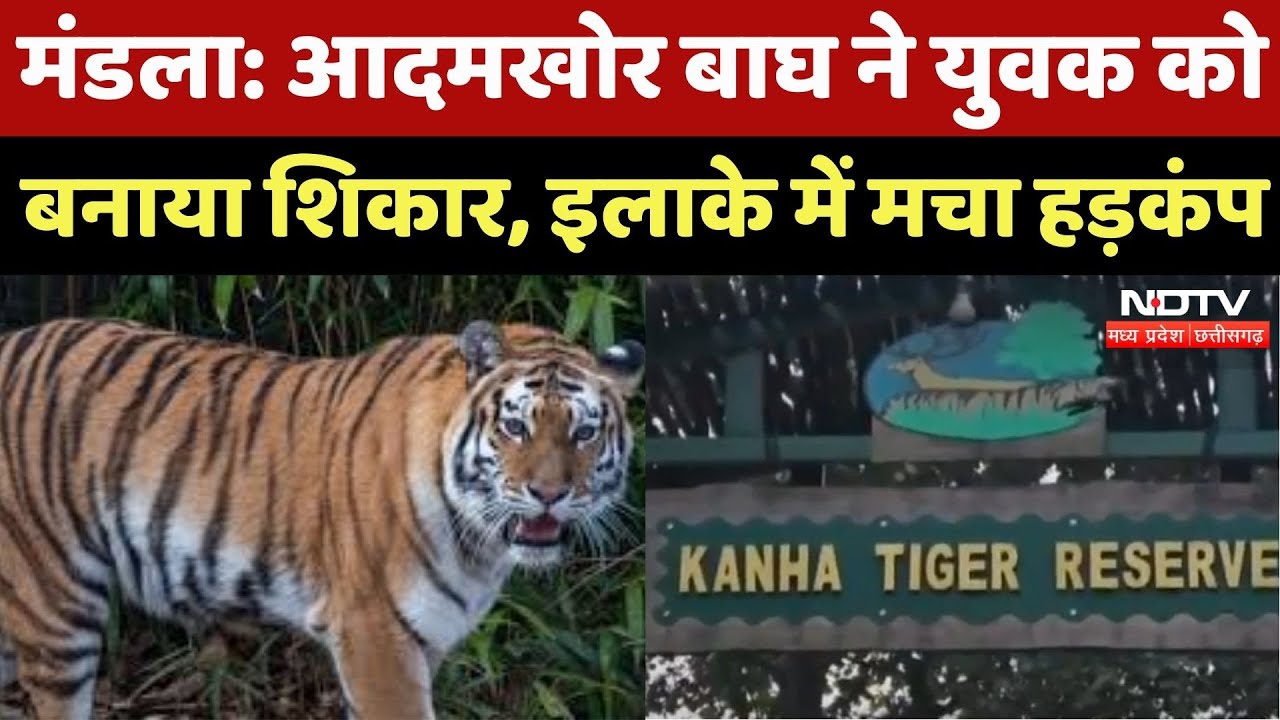 Mandla News : आदमखोर Tiger ने युवक को बनाया शिकार, इलाके में मचा हड़कंप