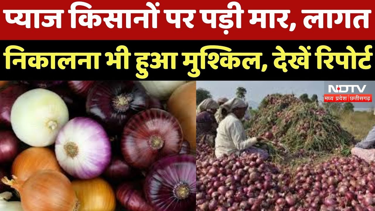 Onion Price in MP: प्याज किसानों पर पड़ी मार, लागत निकालना भी हुआ मुश्किल, देखें Report