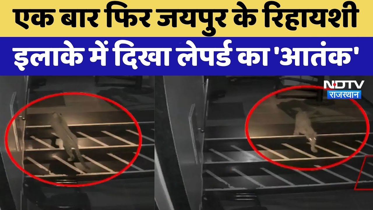 Rajasthan में leopard का 'आतंक', एक बार फिर Jaipur के रिहायशी इलाके में दिखा मूवमेंट | Top News