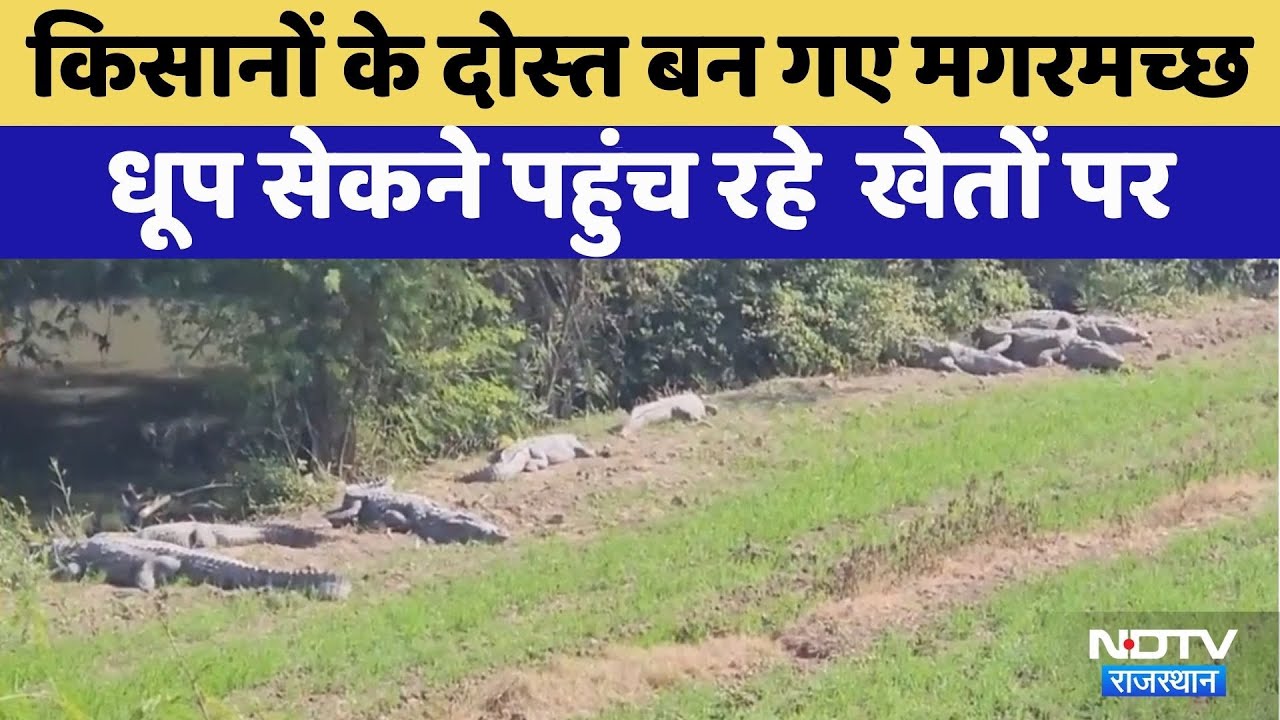 Kota News: Farmers के दोस्‍त बन गए Crocodile | Video Viral | Rajasthan Top News | Latest News