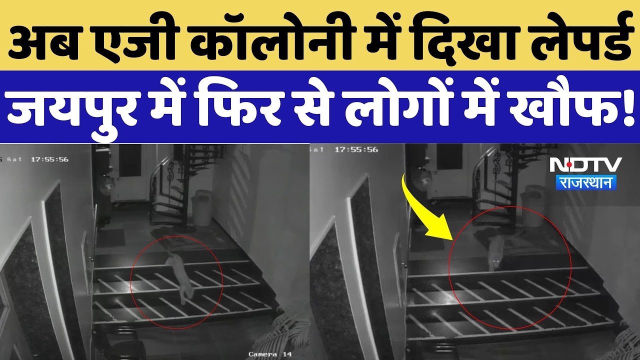 Leopard movement In Jaipur: अब AG Colony में दिखा लेपर्ड, Jaipur में फिर से लोगों में खौफ!