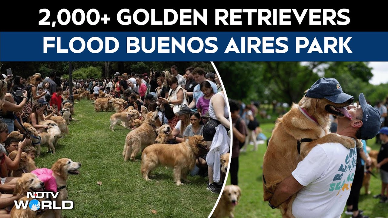 Golden Retrievers | Golden Wave Hits Buenos Aires: 2,000+ Retrievers Gather In Park