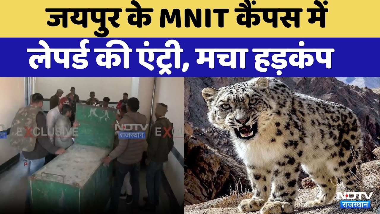 Jaipur News: MNIT में  दिखा Leopard | Viral Video | Rajasthan Top News | Latest  News