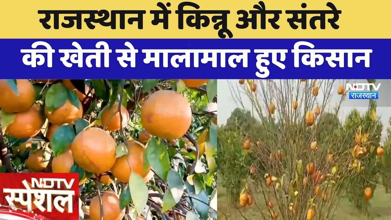 Rajasthan में 'Kinnow' और 'Oranges' की खेती से मालामाल हुए किसान | Sriganganagar | Rajsamand