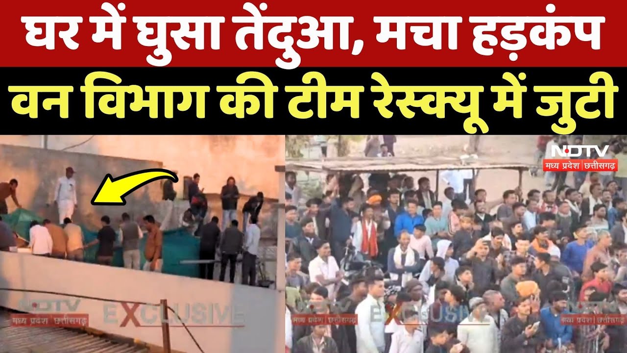 Leopard In Damoh: घर में घुसा तेंदुआ, मचा हड़कंप, Forest Department की टीम Rescue में जुटी