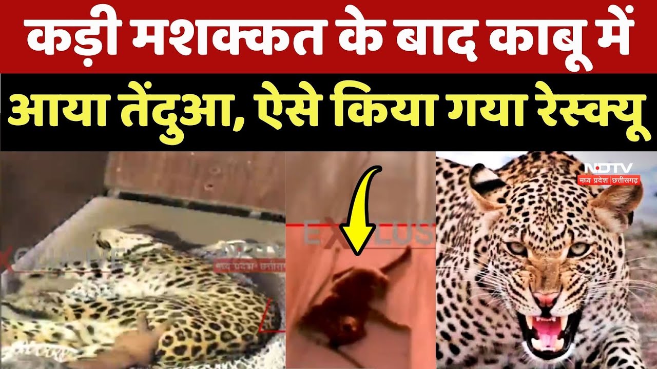 Leopard Attack: Damoh में कड़ी मशक्कत के बाद काबू में आया तेंदुआ, ऐसे किया गया Rescue