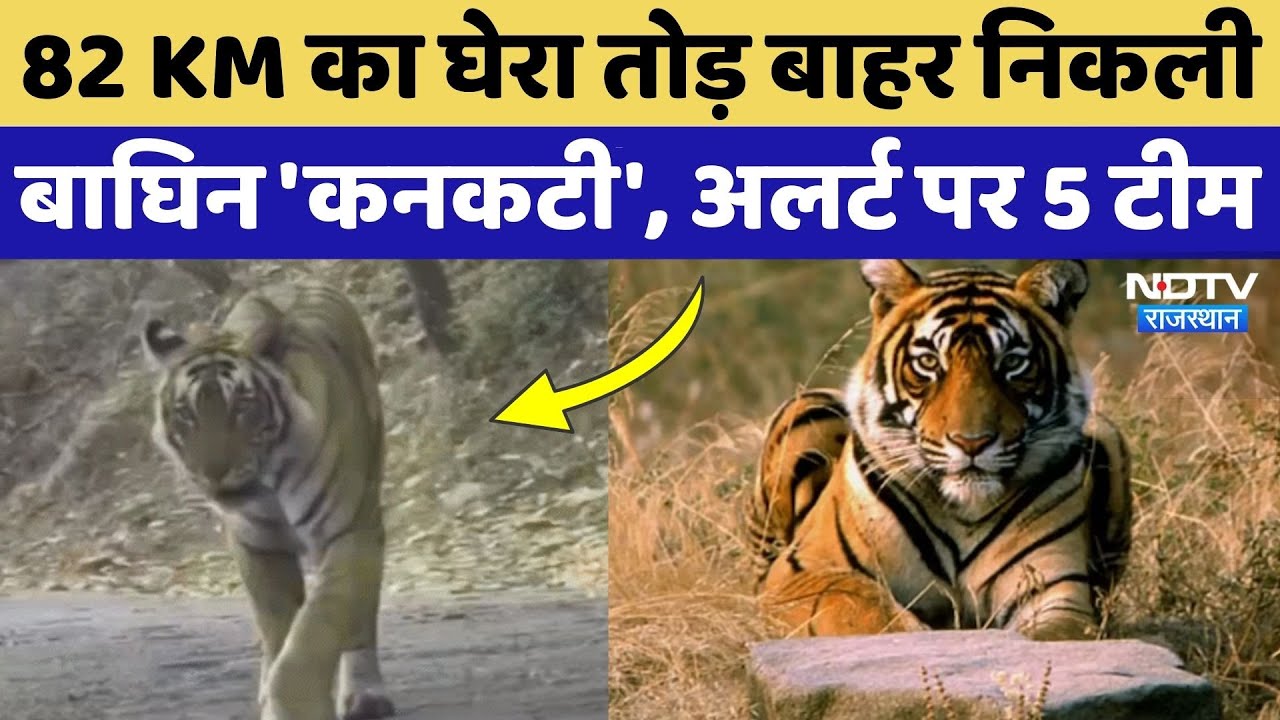 Rajasthan News: 'कनकटी' बाघिन ने कैसे तोड़ा 82 KM का सुरक्षा घेरा? Ranthambor Tiger Reserve | NDTV
