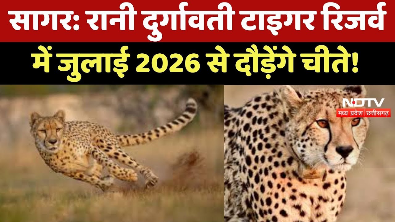 Sagar News : Rani Durgavati Tiger Reserve में July 2026 से दौड़ेंगे चीते !