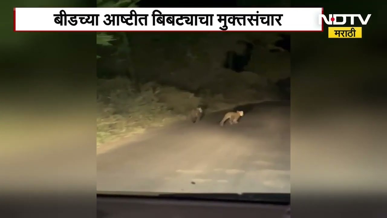 Beed | Leopard | बीडच्या आष्टीत बिबट्याचा मुक्तसंचार, दिसले तीन बिबटे; भीतीचं वातावरण | NDTV मराठी
