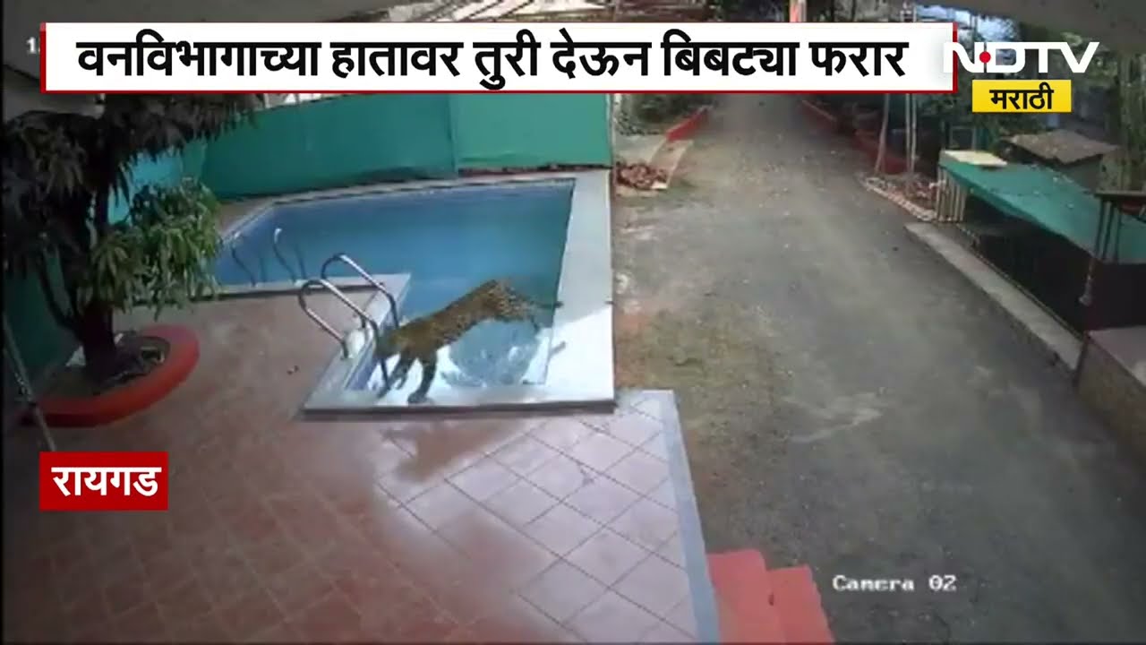 Raigad | Leopard | वनविभागाच्या हातावर तुरी देऊन बिबट्या फरार | NDTV मराठी