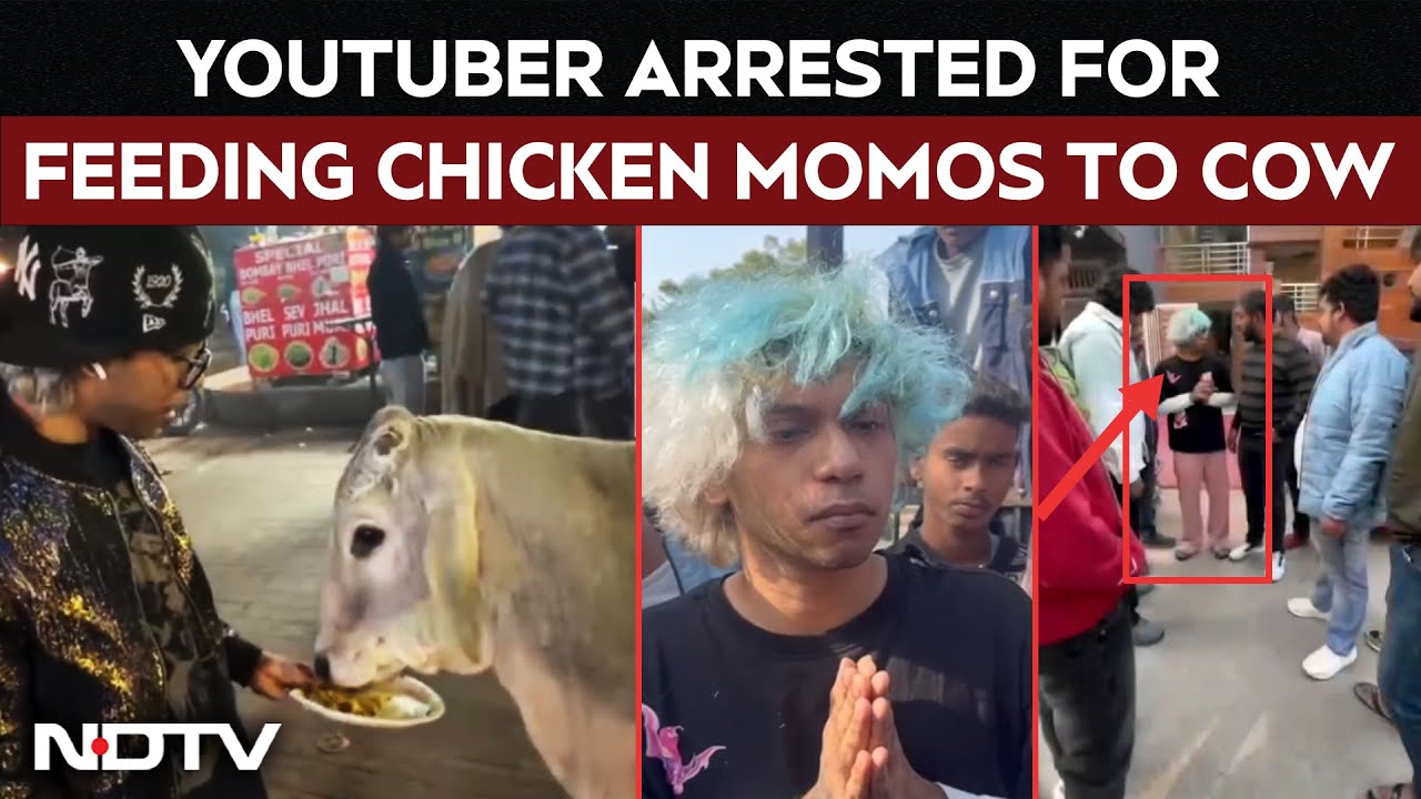 Gurugram Youtuber Arrested For Feeding Chicken Momos To Cow