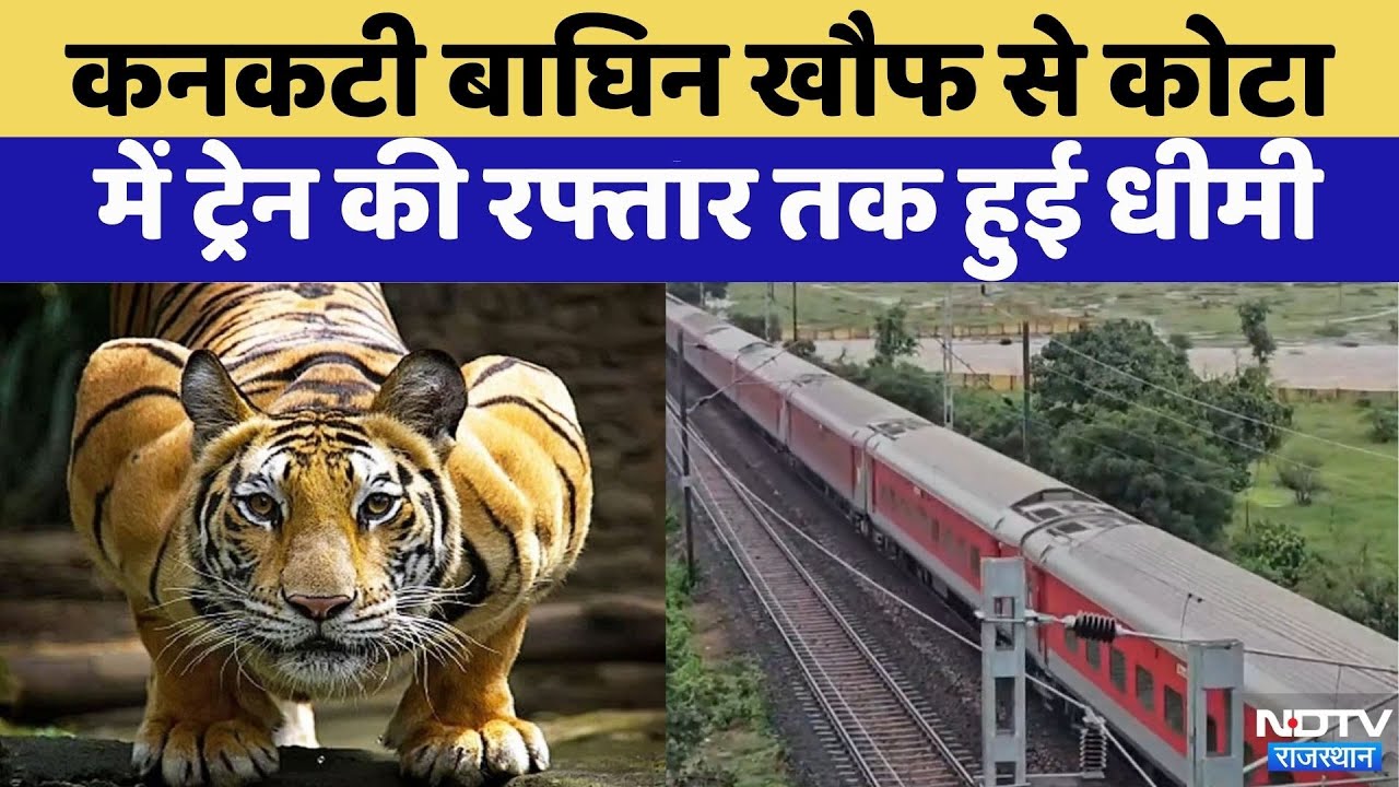 Kota News: Kanakati Tigress के खौफ से Train की रफ्तार हुई धीमी | Rajasthan Top News | Viral Video