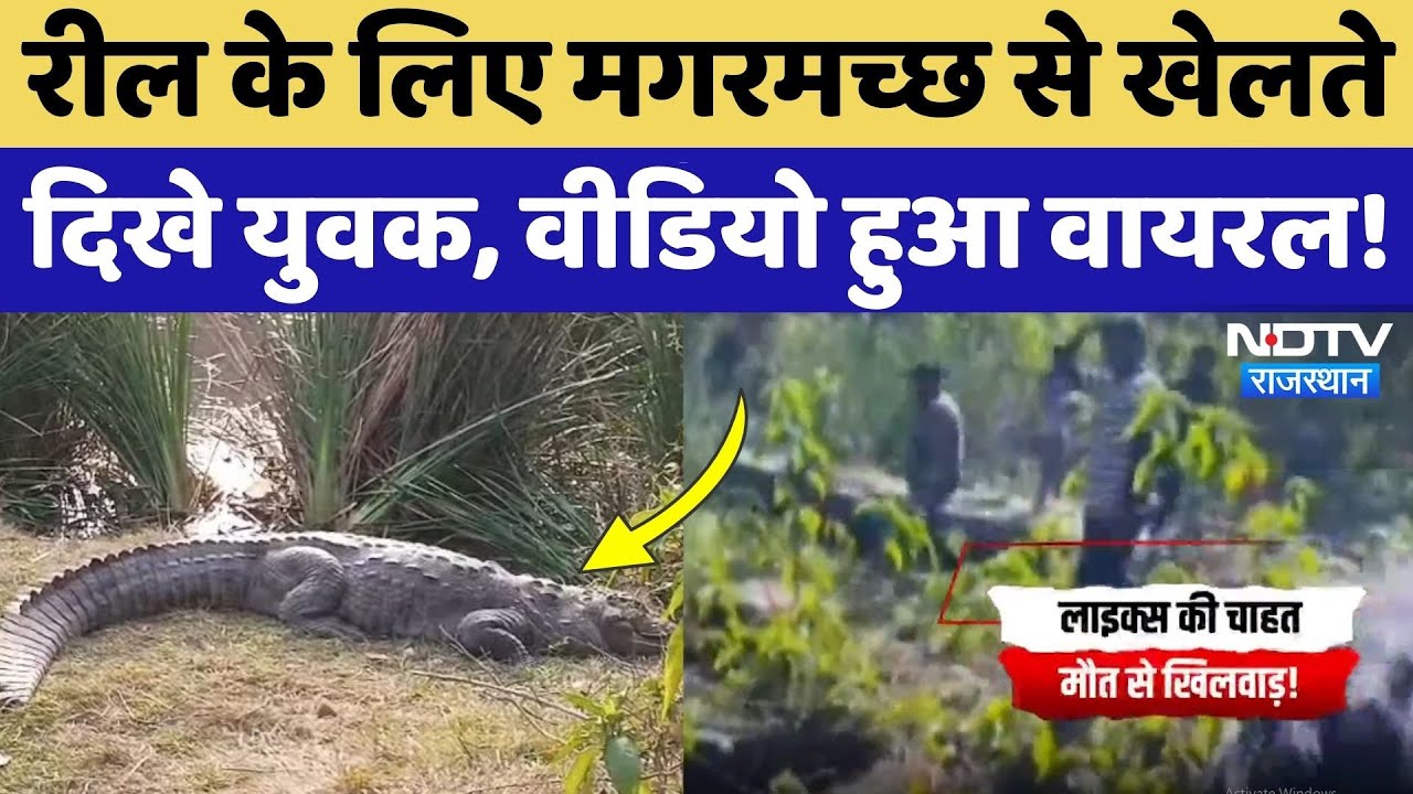 Alwar News: Reel बनाने के लिए Crocodiles की पूछ से खेलते दिखे युवक, Video Social Media पर Viral!