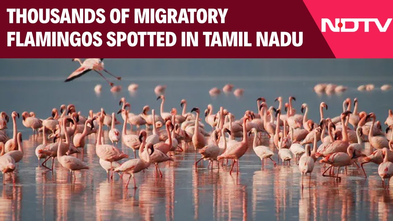 Thousands Of Migratory Flamingos Spotted In Tamil Nadu's Tirunelveli District