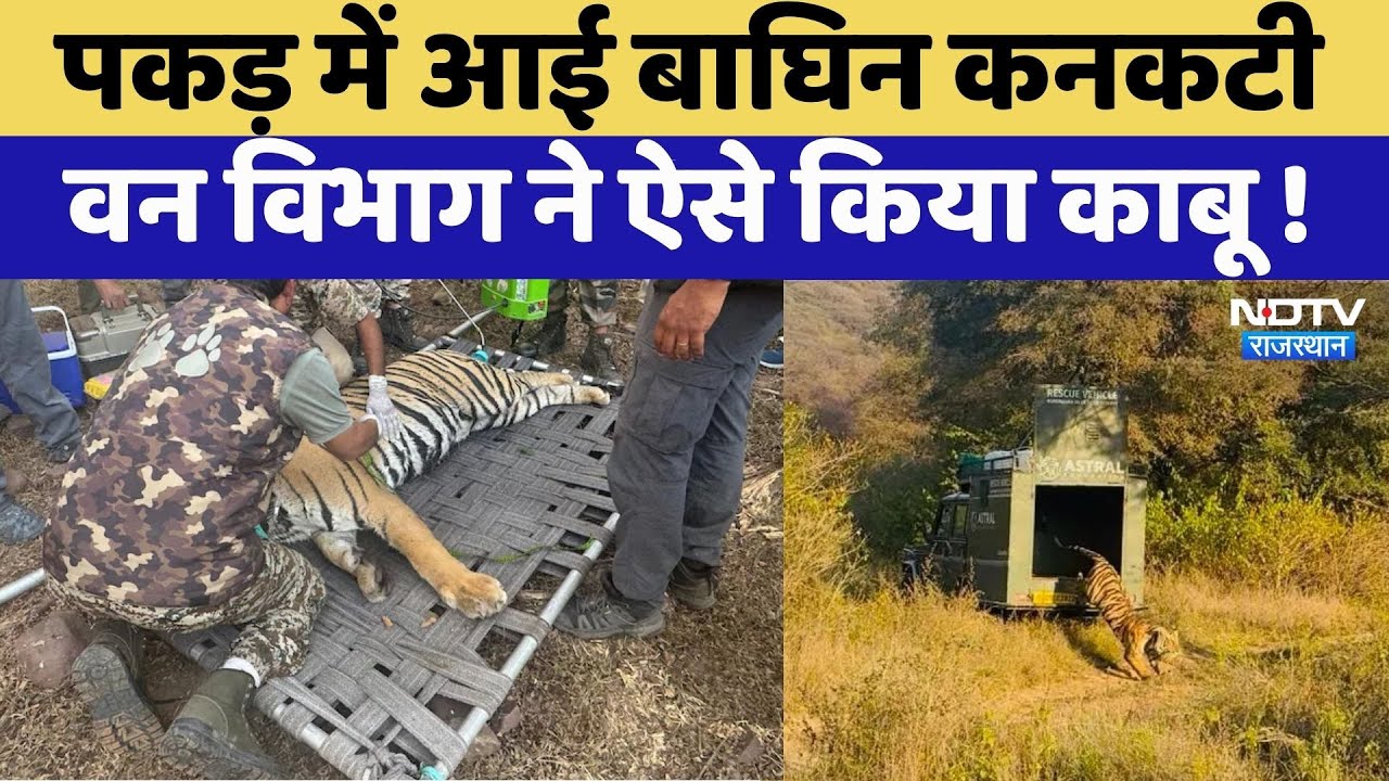 Kota News: Forest Department के पकड़ में आई Kanakati Tigress | Rajasthan Top News | Viral Video