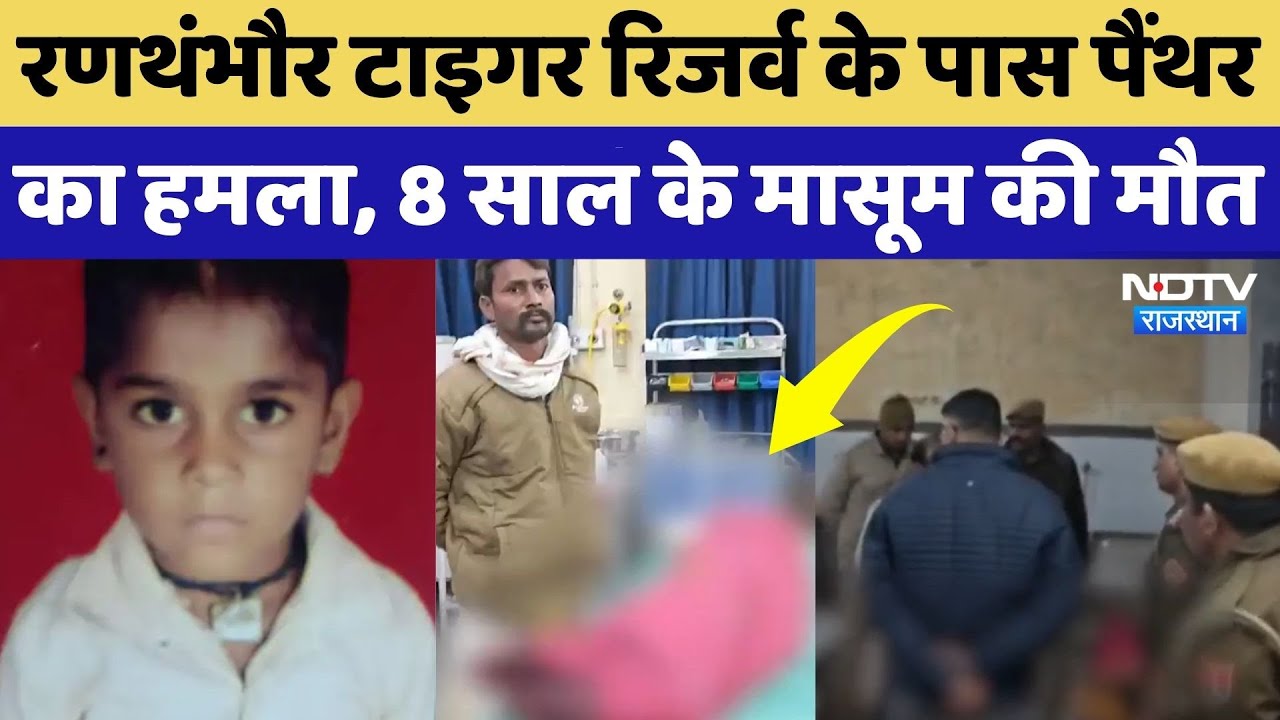 Ranthambore Tiger Reserve: मासूम को पिता के हाथों से ऐसे घसीटकर ले गया Leopard,  दर्दनाक मौत | NDTV