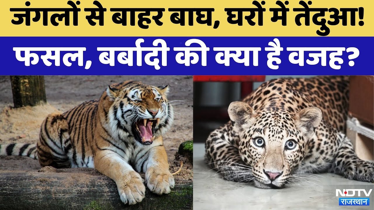 Sawai Madhopur: क्यों खूंखार हो रहे हैं जंगली जानवर? | Rajasthan Top News | Tiger | Leopard