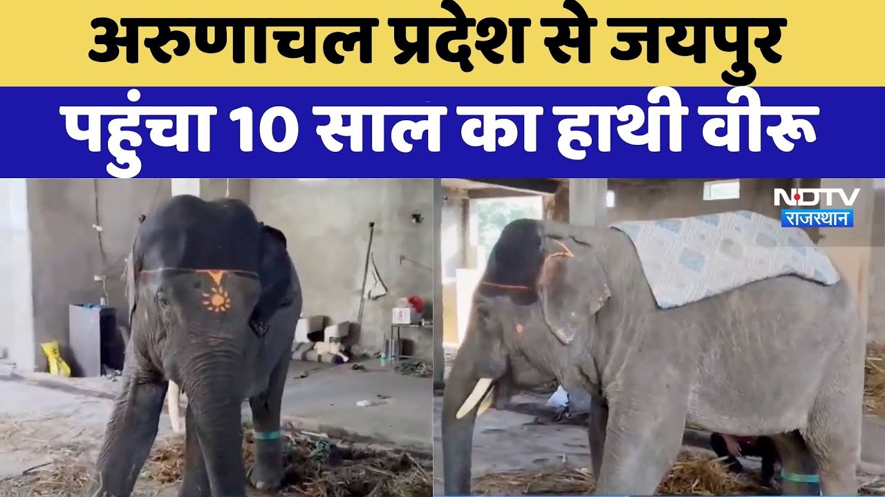 Arunachal Pradesh से Jaipur पहुंचा 10 साल का Elephant | Rajasthan Top News | Latest News
