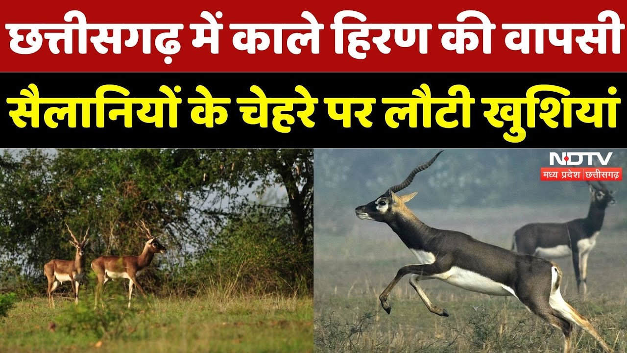 Blackbucks in Barnawapara Sanctuary: काले हिरण की वापसी, सैलानियों के चेहरे पर लौटी खुशियां |CG News