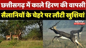 Blackbucks in Barnawapara Sanctuary: काले हिरण की वापसी, सैलानियों के चेहरे पर लौटी खुशियां |CG News