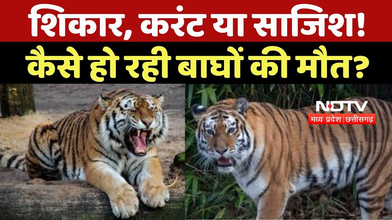 MP News : शिकार, Current या साजिश! कैसे हो रही Tigers की मौत?