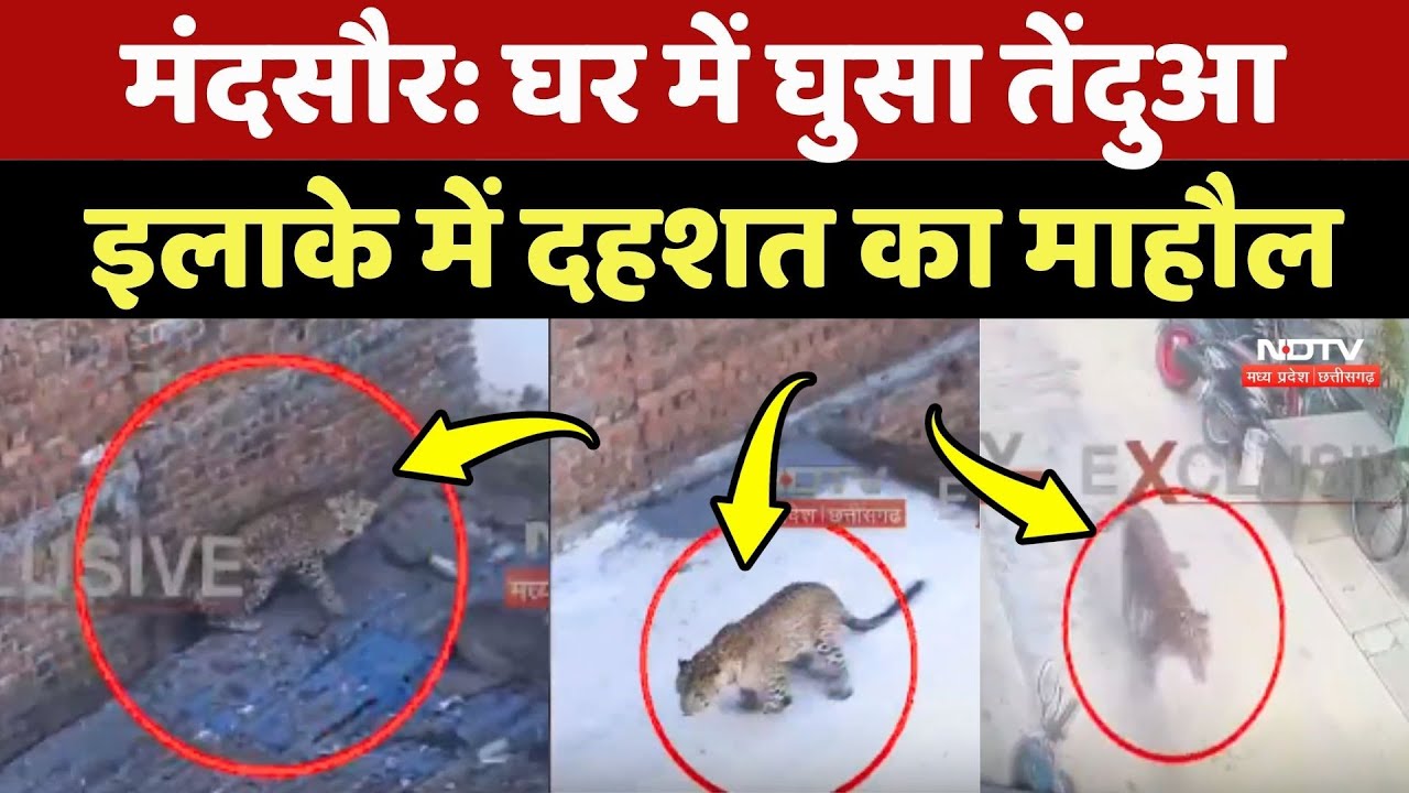 Panther Attack: Mandsaur में घर में घुसा तेंदुआ, इलाके में दहशत का माहौल