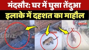 Panther Attack: Mandsaur में घर में घुसा तेंदुआ, इलाके में दहशत का माहौल