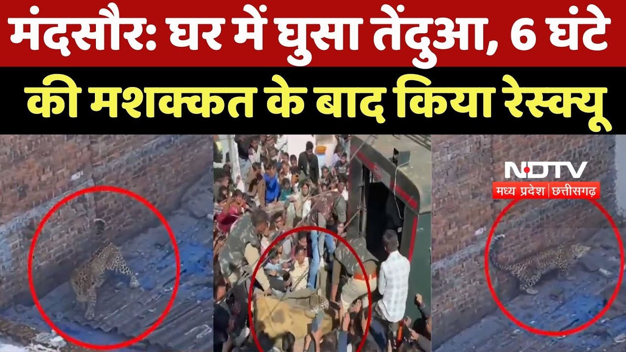 Mandsaur News : घर में घुसा Panther, 6 घंटे की मशक्कत के बाद किया Rescue