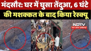 Mandsaur News : घर में घुसा Panther, 6 घंटे की मशक्कत के बाद किया Rescue