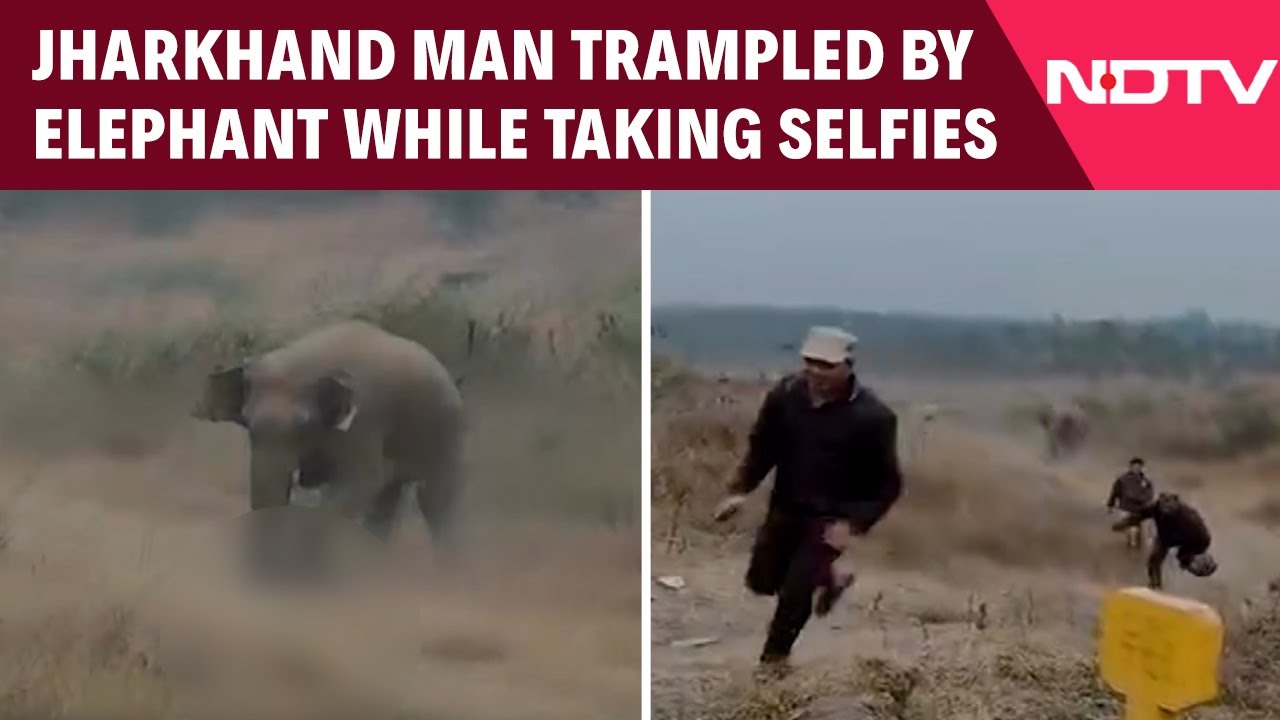 Youth Goes Near Elephant Herd For Selfie, Gets Trampled To Death