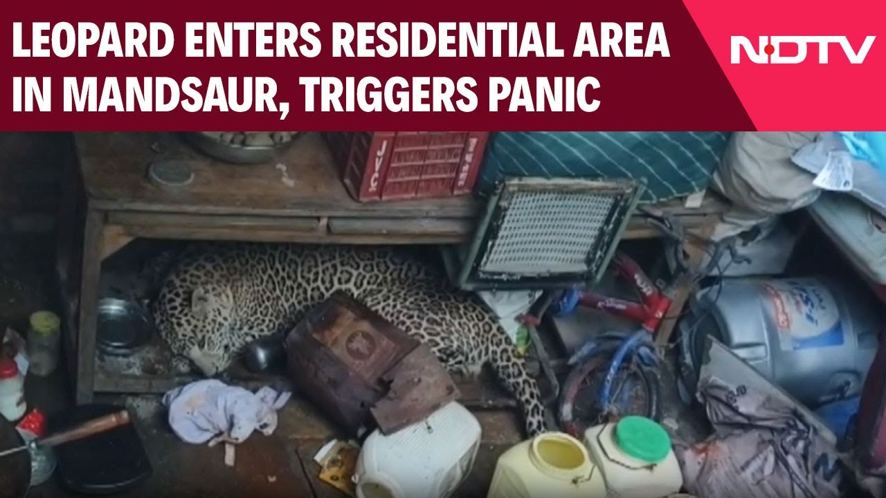 Leopard Enters Mandsaur Residential Area, Rescued By Forest team