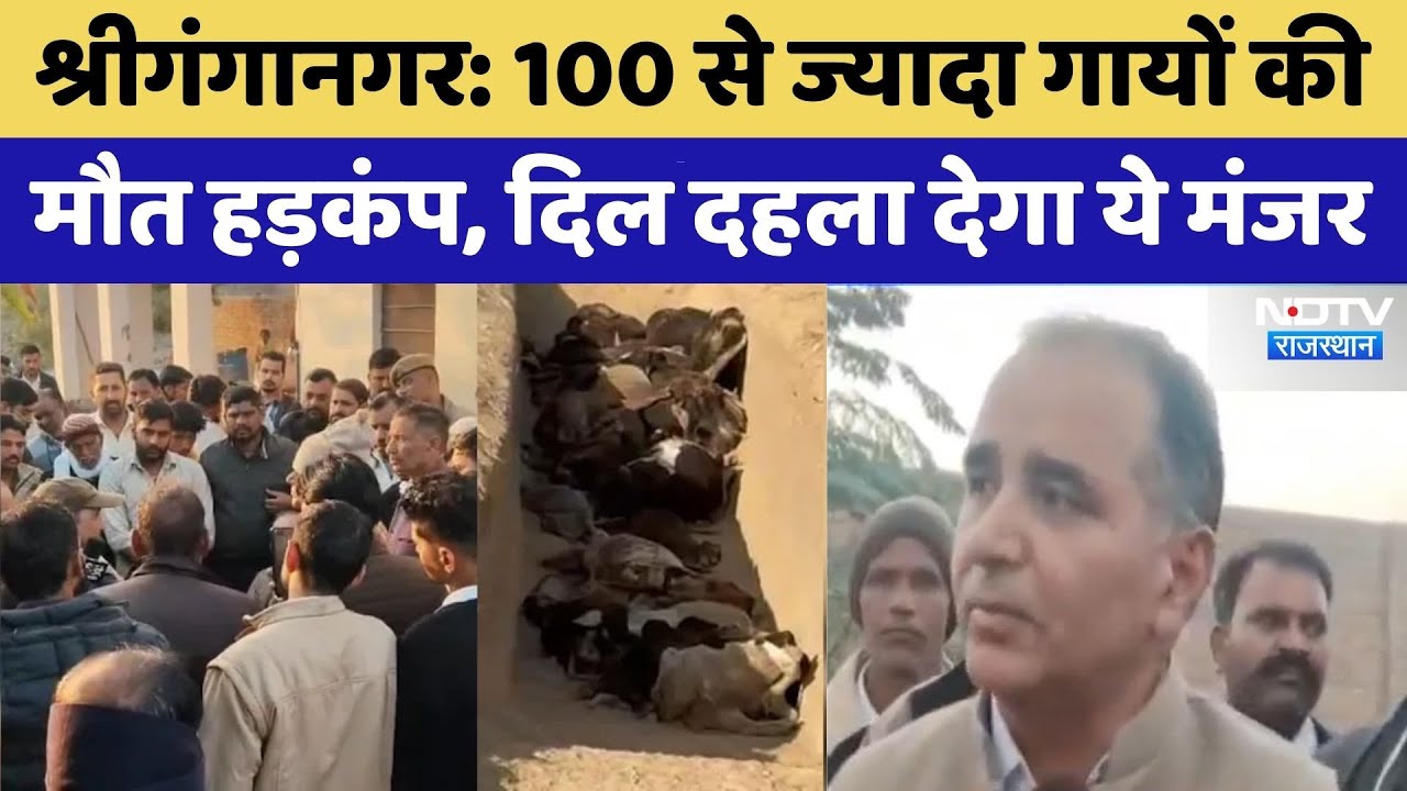 Raisinghnagar में 100 से ज्यादा गायों की मौत का मामला | Rajasthan Top News