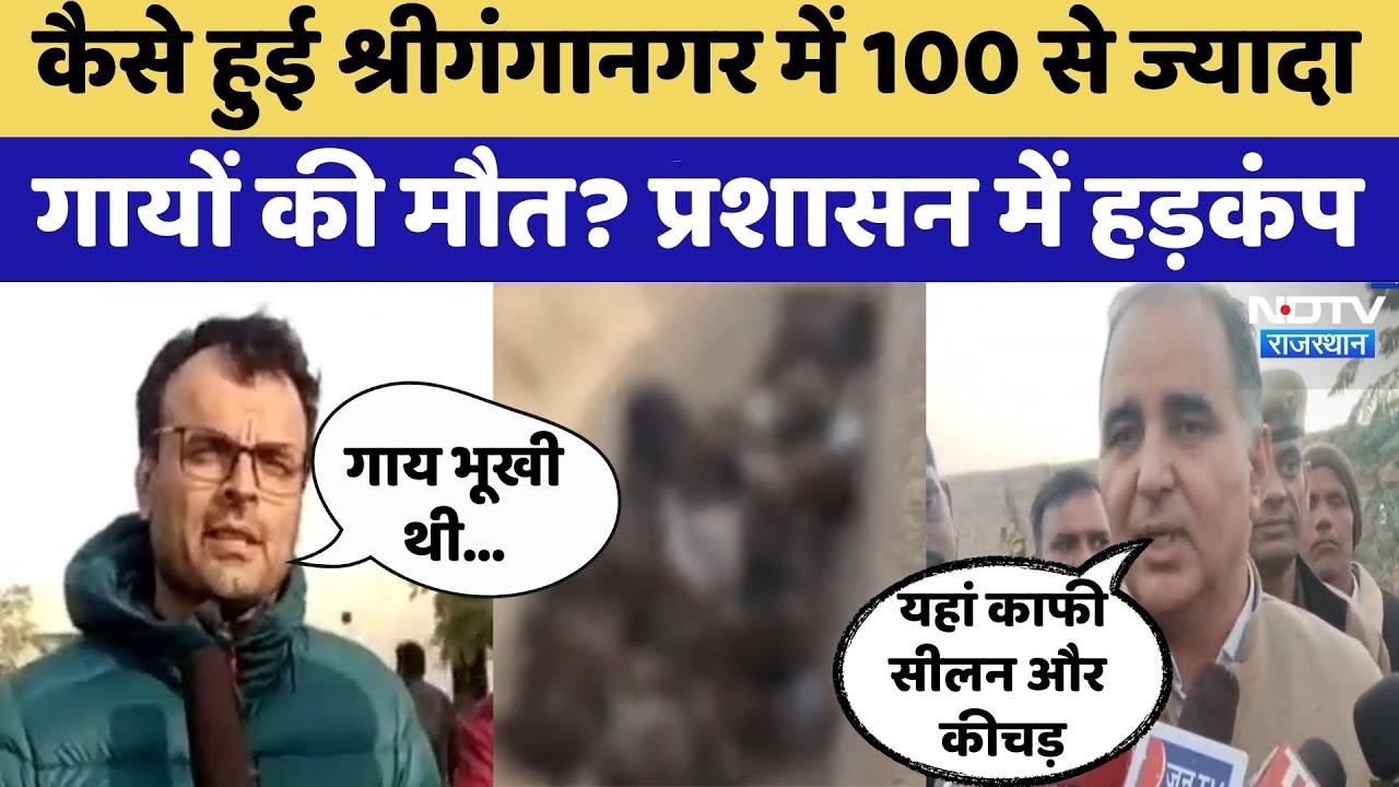 Sriganganagar में 100 से ज्यादा गायों की मौत | Rajasthan Top News | Viral Video
