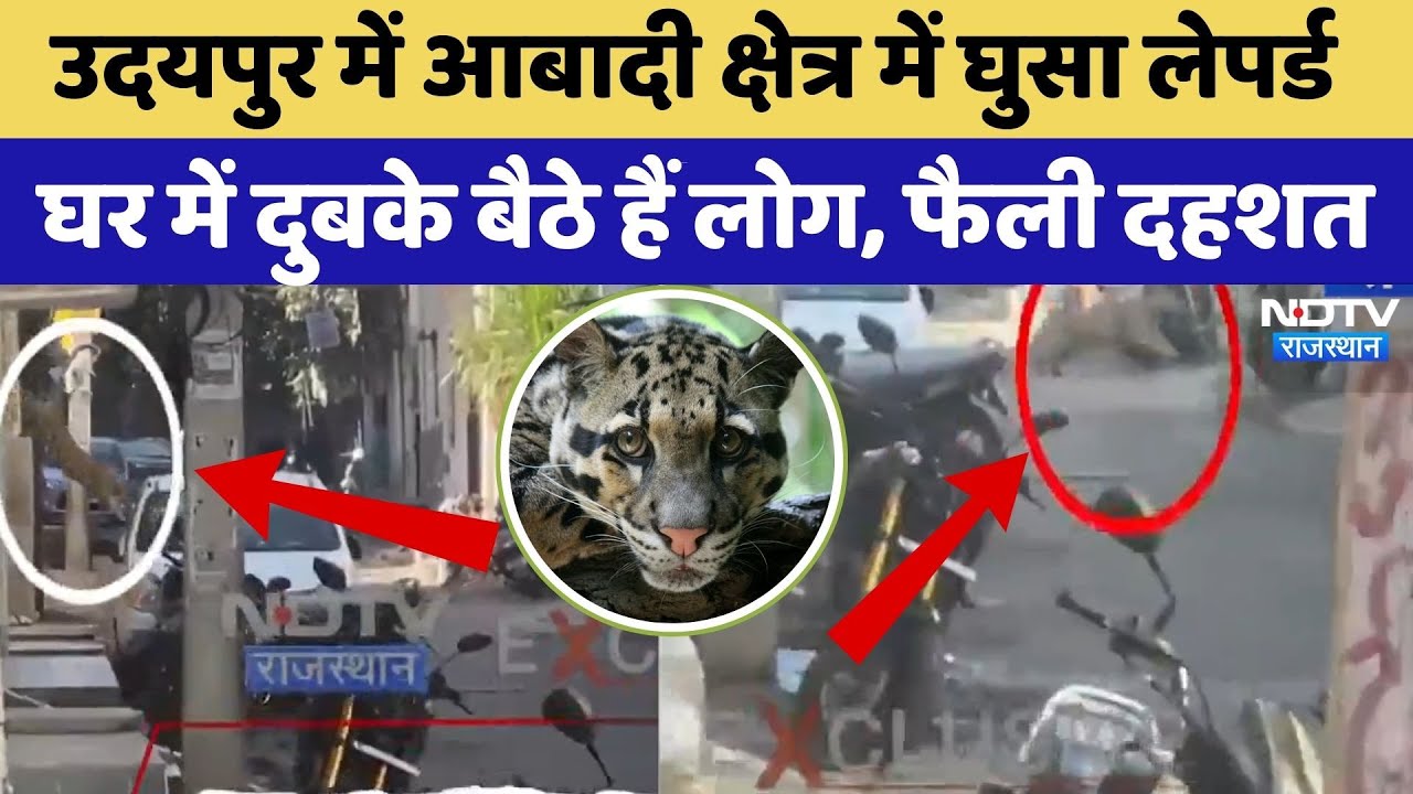 Udaipur News: आबादी क्षेत्र में घुसा leopard, दुबके बैठे लोग | Rajasthan Top News | Viral Video