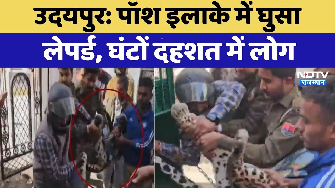 Udaipur: पॉश इलाके में घुसा  लेपर्ड, घंटों दहशत में लोग | Leopard Rescue | Top News