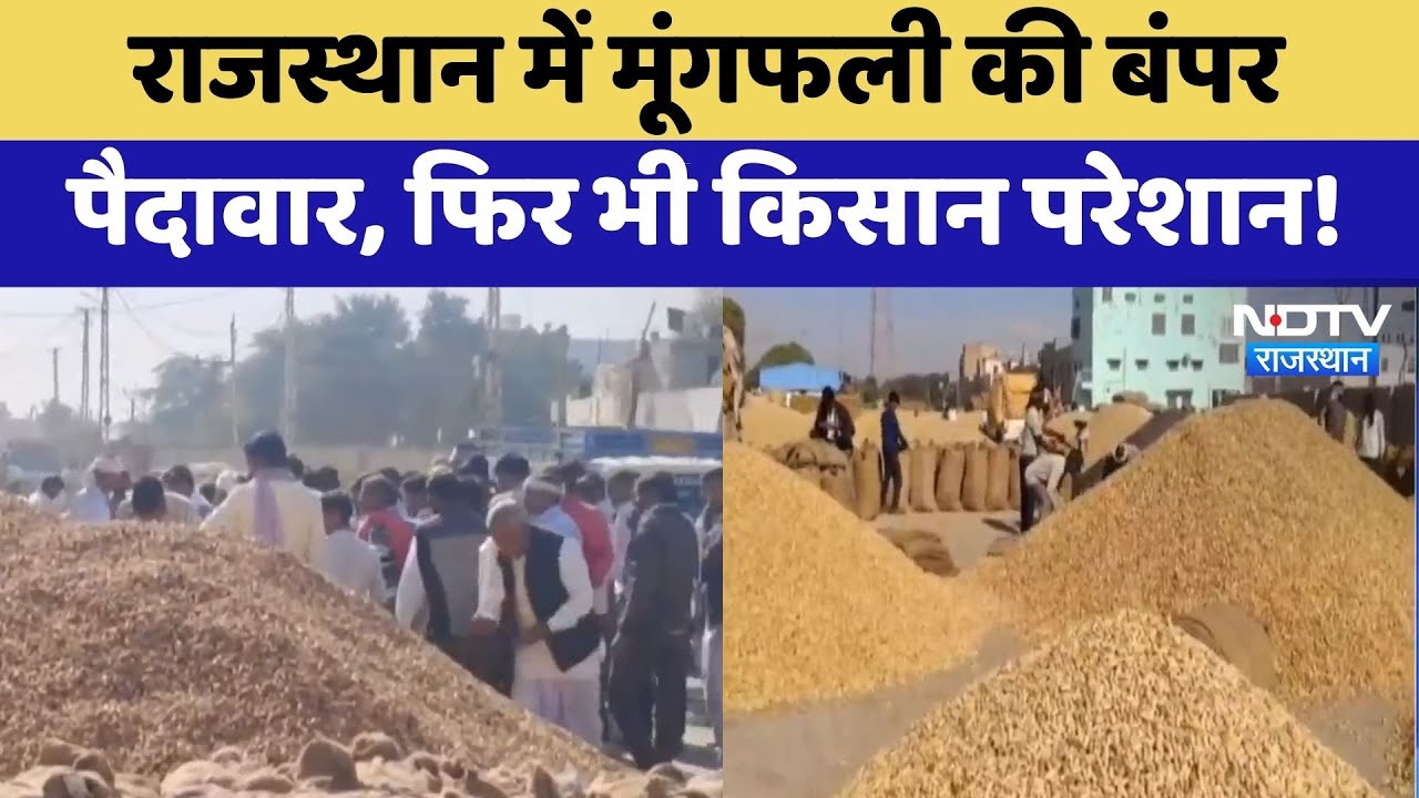 Rajasthan में Groundnut की बंपर पैदावार, फिर भी किसान परेशान!